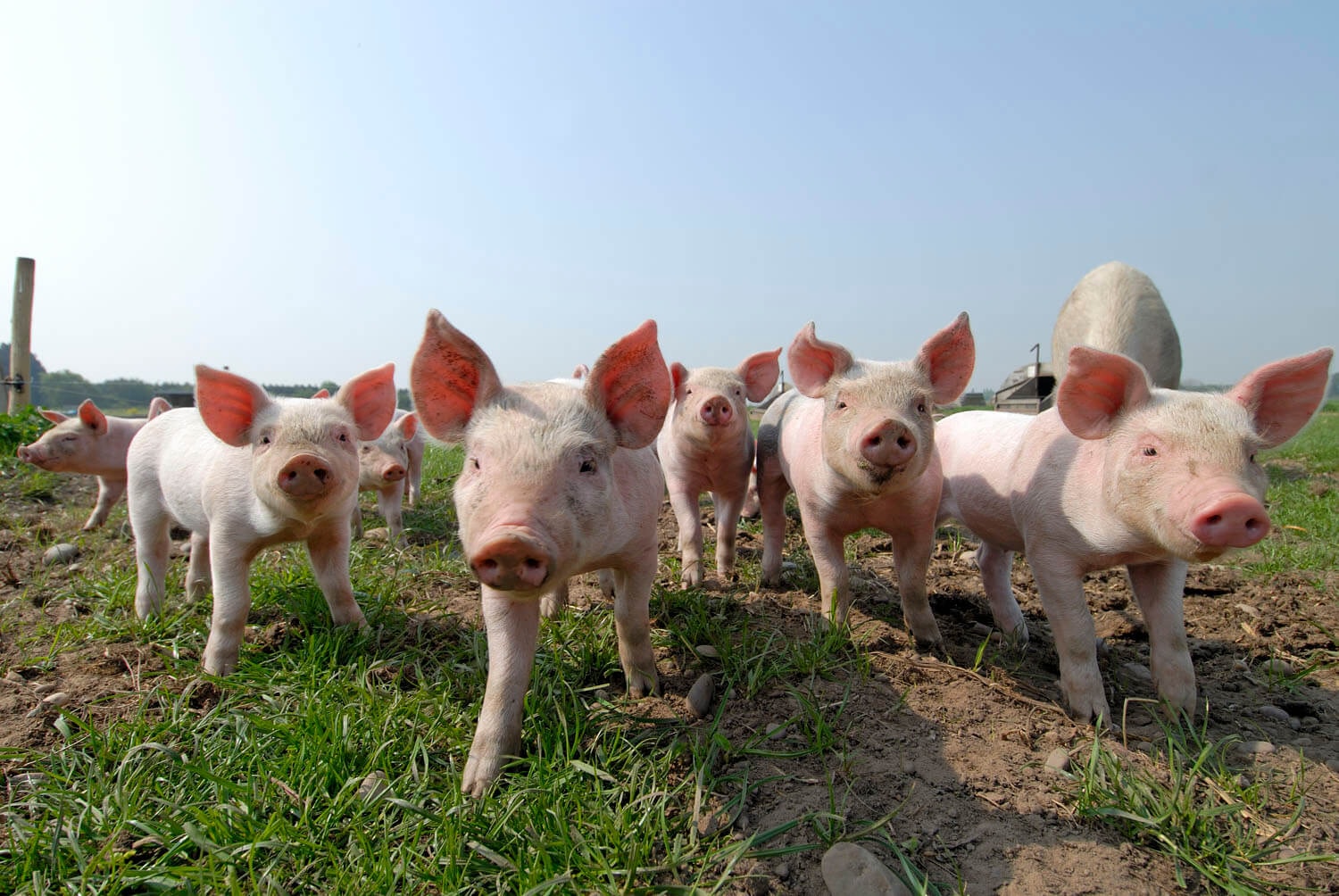 Piglets on a British outdoor pig farm