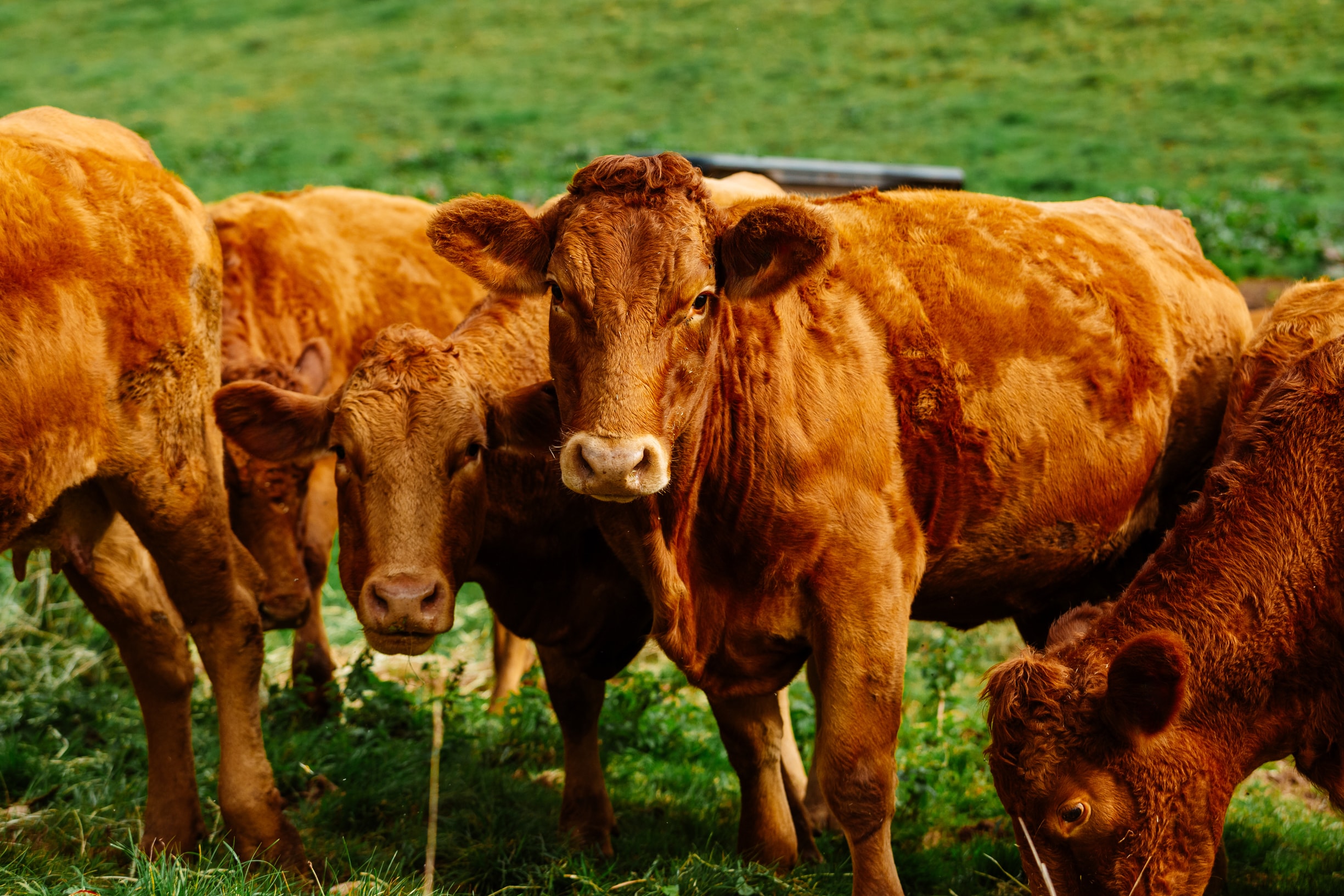 Ruby Red Devon cattle grazing on green pasture