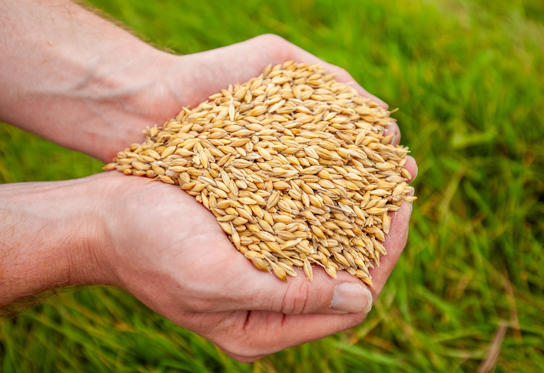Barley grain held in cupped hands against green grass