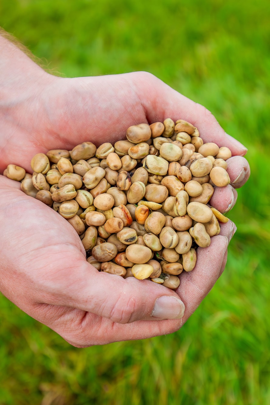 Field beans held in cupped hands against green grass