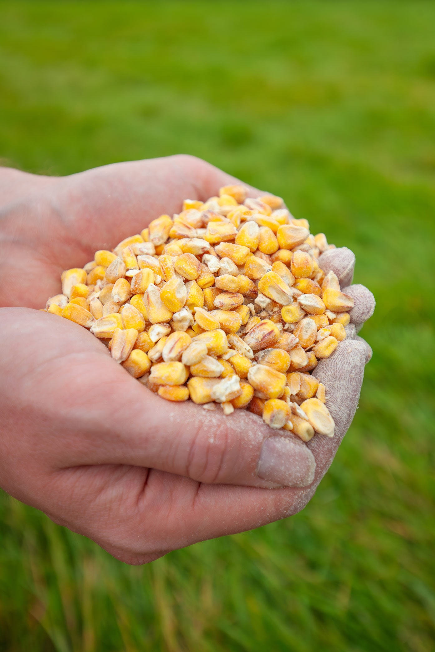 Maize kernels held in a farmer's hands against green grass