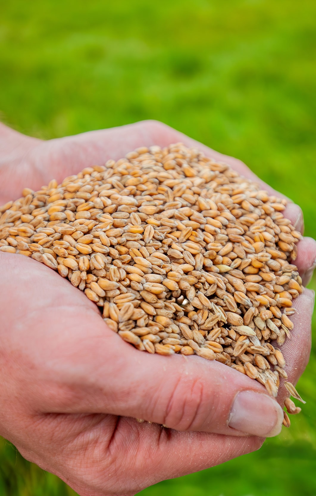 Wheat grain held in a farmer's hands against green grass